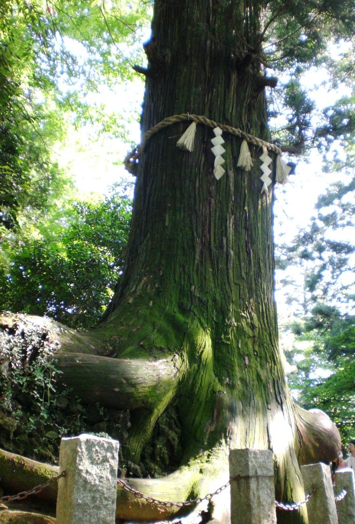 Sacred tree on Mt. Takao, Hachioji, Japan