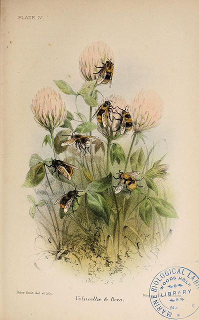 bees on clover