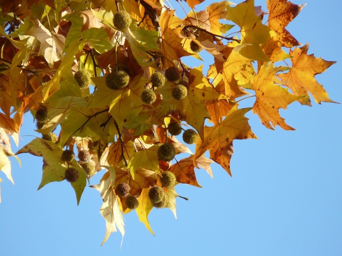 sycamore leaves and fruits