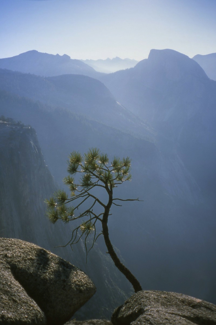 Pine_above_the_Abyss_Yosemite