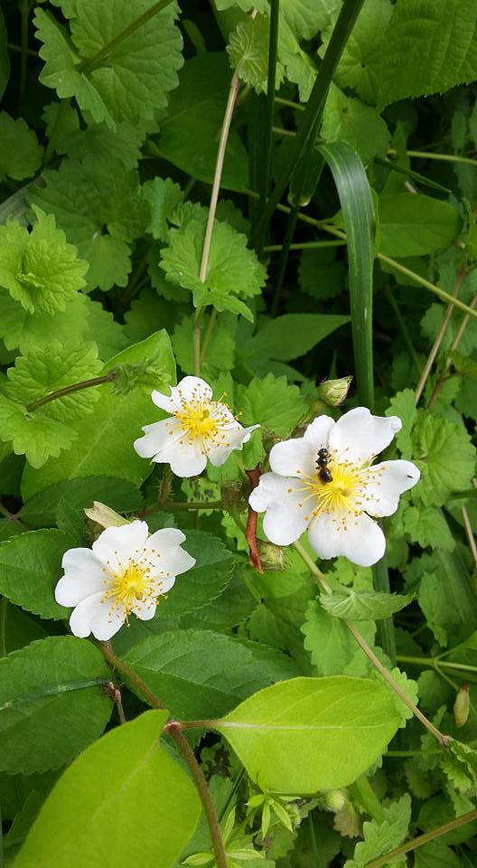Rosa multiflora, cleavers, and other invasive plants