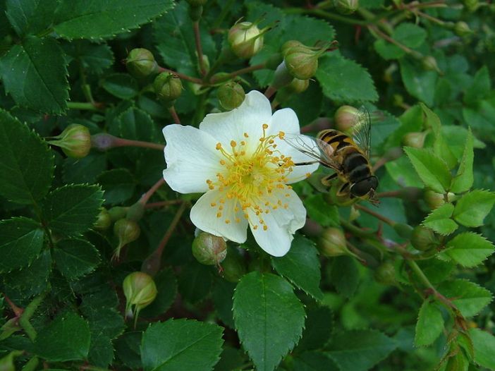 Rosa_multiflora_buds by Sakurai Midori via Wikimedia Commons